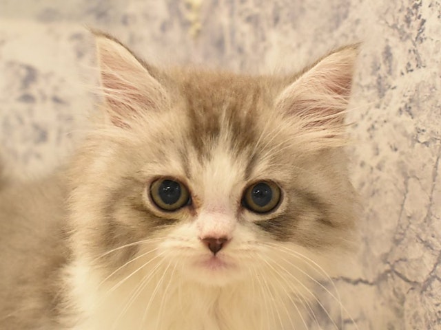神奈川県のスコティッシュフォールド (ペッツワン三浦店/2024年2月10日生まれ/女の子/ブルータビーホワイト)の子猫